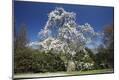 Photographic Print