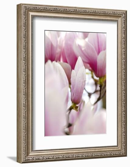 Magnolia-Tree "Darell Dean", Magnolia Spec., Branch, Detail, Blooms-Herbert Kehrer-Framed Photographic Print