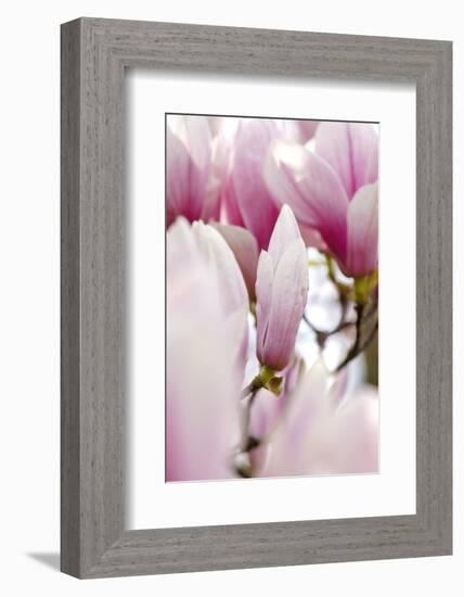 Magnolia-Tree "Darell Dean", Magnolia Spec., Branch, Detail, Blooms-Herbert Kehrer-Framed Photographic Print