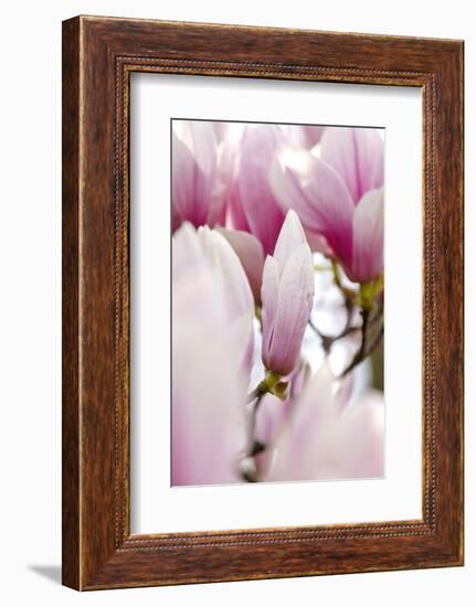 Magnolia-Tree "Darell Dean", Magnolia Spec., Branch, Detail, Blooms-Herbert Kehrer-Framed Photographic Print