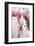 Magnolia-Tree "Darell Dean", Magnolia Spec., Branch, Detail, Blooms-Herbert Kehrer-Framed Photographic Print