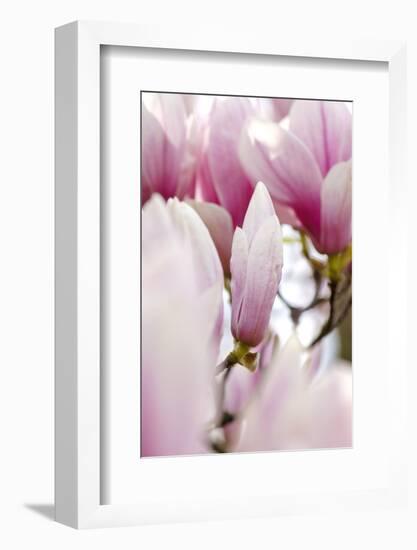 Magnolia-Tree "Darell Dean", Magnolia Spec., Branch, Detail, Blooms-Herbert Kehrer-Framed Photographic Print