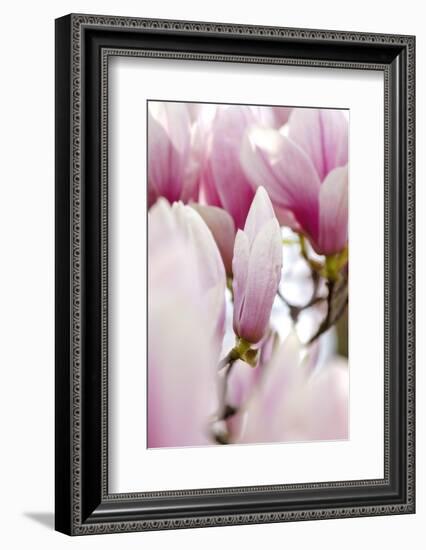 Magnolia-Tree "Darell Dean", Magnolia Spec., Branch, Detail, Blooms-Herbert Kehrer-Framed Photographic Print