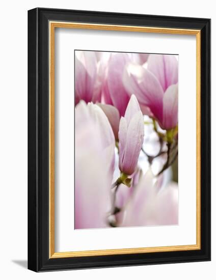 Magnolia-Tree "Darell Dean", Magnolia Spec., Branch, Detail, Blooms-Herbert Kehrer-Framed Photographic Print