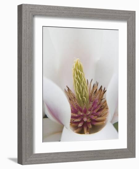 Magnolia Tree Flower Close-up in the Japanese Gardens at the Washington Park Arboretum, Seattle-Dennis Flaherty-Framed Photographic Print