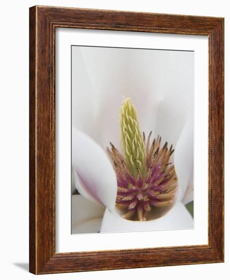 Magnolia Tree Flower Close-up in the Japanese Gardens at the Washington Park Arboretum, Seattle-Dennis Flaherty-Framed Photographic Print