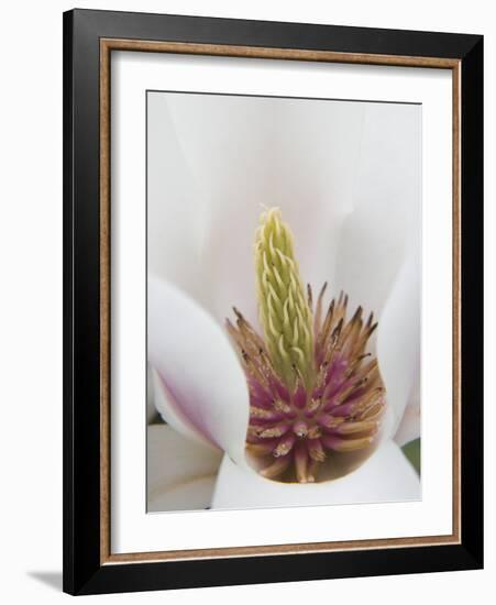 Magnolia Tree Flower Close-up in the Japanese Gardens at the Washington Park Arboretum, Seattle-Dennis Flaherty-Framed Photographic Print