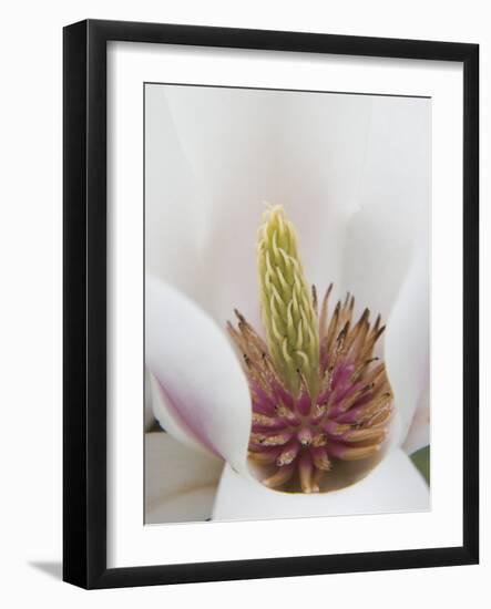 Magnolia Tree Flower Close-up in the Japanese Gardens at the Washington Park Arboretum, Seattle-Dennis Flaherty-Framed Photographic Print
