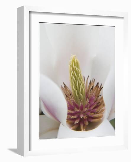 Magnolia Tree Flower Close-up in the Japanese Gardens at the Washington Park Arboretum, Seattle-Dennis Flaherty-Framed Photographic Print