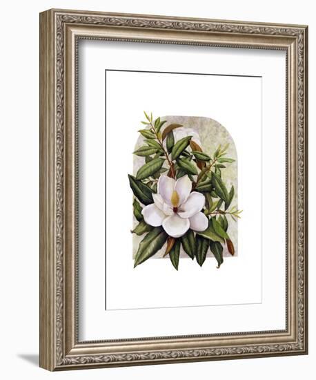 Magnolia Vignette-Marcia Matcham-Framed Art Print