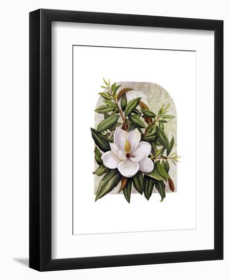 Magnolia Vignette-Marcia Matcham-Framed Art Print