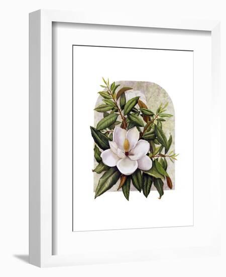 Magnolia Vignette-Marcia Matcham-Framed Art Print