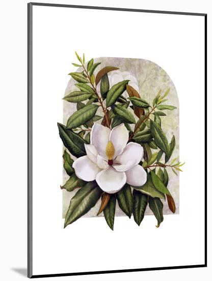 Magnolia Vignette-Marcia Matcham-Mounted Art Print