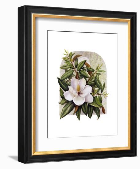 Magnolia Vignette-Marcia Matcham-Framed Art Print