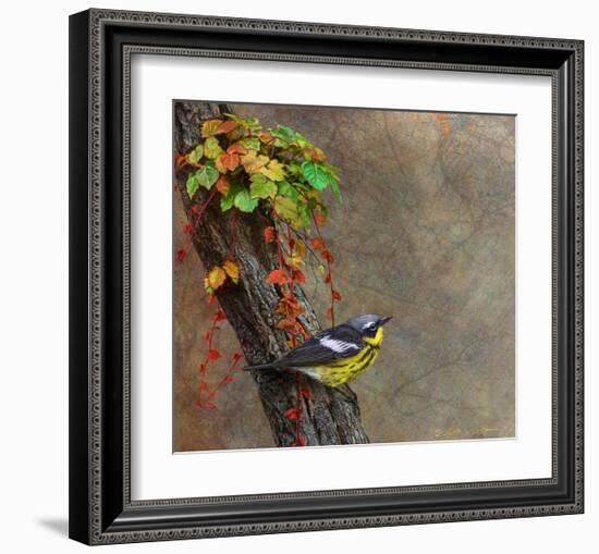 Magnolia Warbler-Chris Vest-Framed Art Print