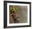 Magnolia Warbler-Chris Vest-Framed Art Print