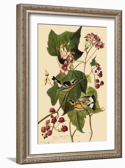 Magnolia Warblers-John James Audubon-Framed Giclee Print