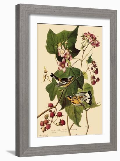 Magnolia Warblers-John James Audubon-Framed Giclee Print