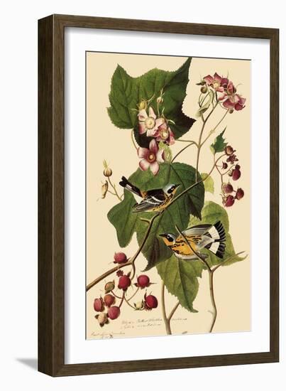 Magnolia Warblers-John James Audubon-Framed Giclee Print