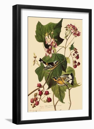 Magnolia Warblers-John James Audubon-Framed Giclee Print