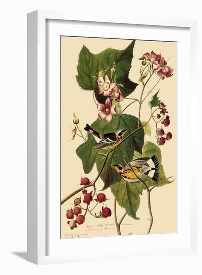 Magnolia Warblers-John James Audubon-Framed Giclee Print