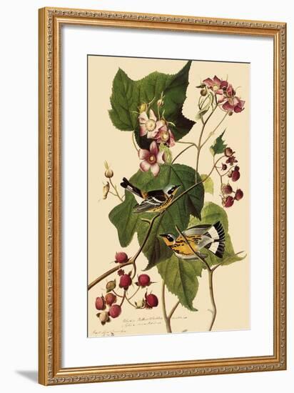 Magnolia Warblers-John James Audubon-Framed Giclee Print