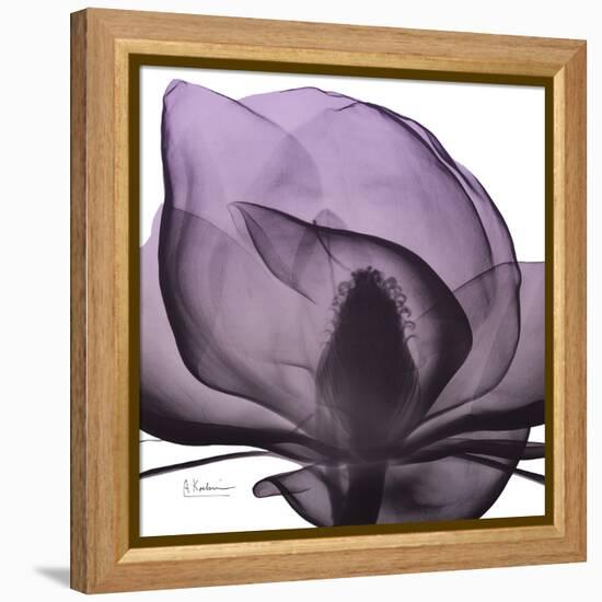 Magnolia Wine Beauty-Albert Koetsier-Framed Stretched Canvas