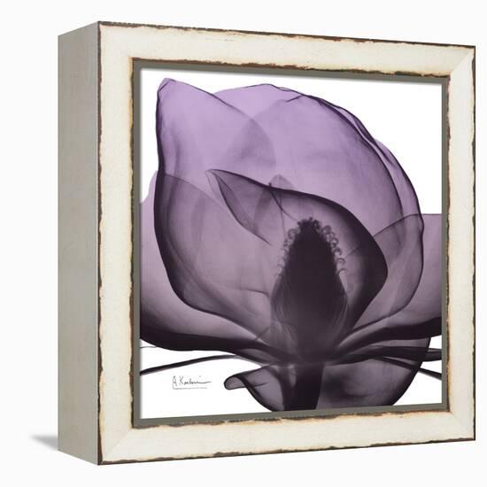 Magnolia Wine Beauty-Albert Koetsier-Framed Stretched Canvas