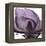 Magnolia Wine Beauty-Albert Koetsier-Framed Stretched Canvas