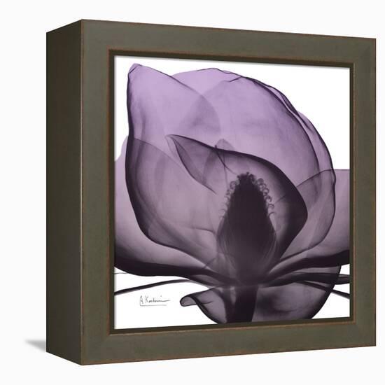 Magnolia Wine Beauty-Albert Koetsier-Framed Stretched Canvas