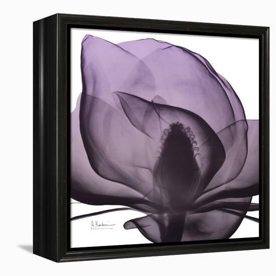 Magnolia Wine Beauty-Albert Koetsier-Framed Stretched Canvas