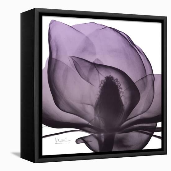 Magnolia Wine Beauty-Albert Koetsier-Framed Stretched Canvas