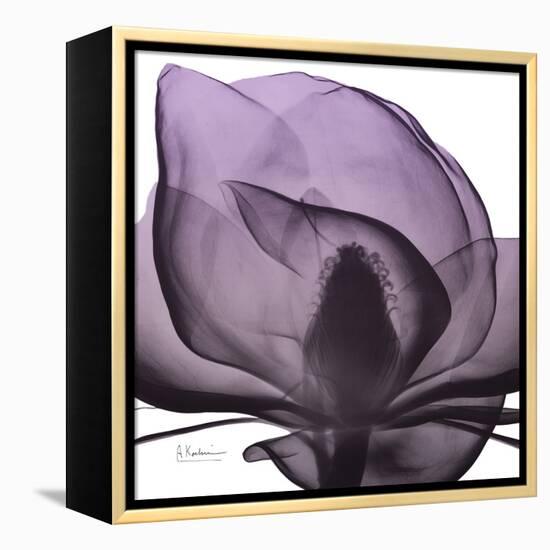 Magnolia Wine Beauty-Albert Koetsier-Framed Stretched Canvas