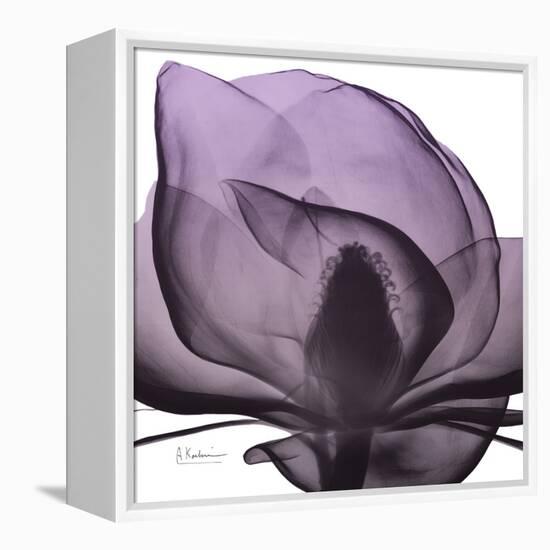 Magnolia Wine Beauty-Albert Koetsier-Framed Stretched Canvas