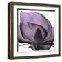 Magnolia Wine Beauty-Albert Koetsier-Framed Art Print
