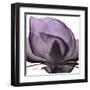 Magnolia Wine Beauty-Albert Koetsier-Framed Art Print