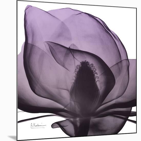 Magnolia Wine Beauty-Albert Koetsier-Mounted Art Print