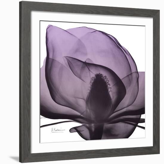 Magnolia Wine Beauty-Albert Koetsier-Framed Art Print