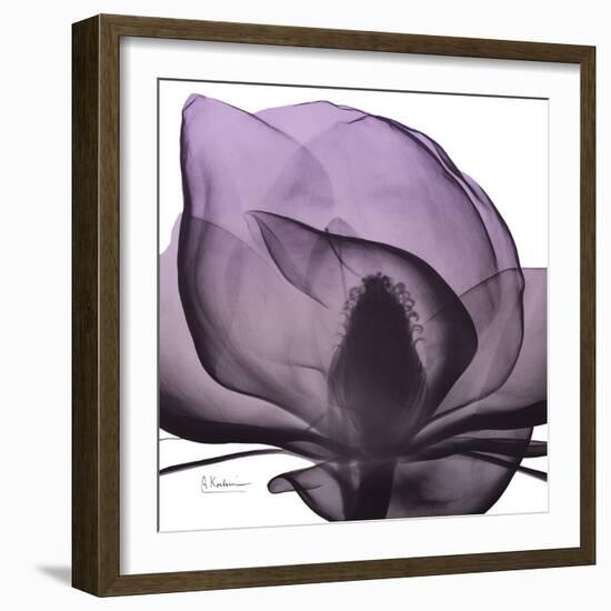 Magnolia Wine Beauty-Albert Koetsier-Framed Art Print