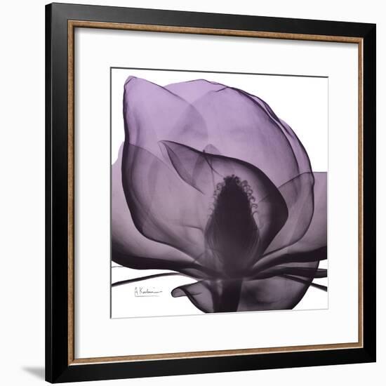 Magnolia Wine Beauty-Albert Koetsier-Framed Art Print