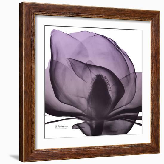 Magnolia Wine Beauty-Albert Koetsier-Framed Art Print