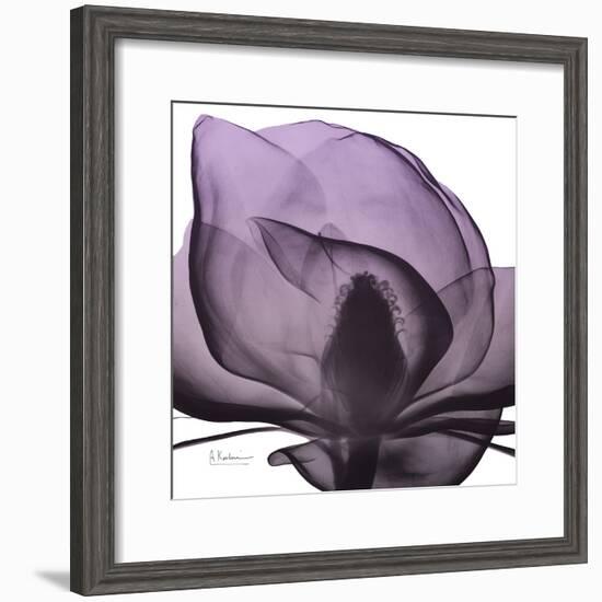 Magnolia Wine Beauty-Albert Koetsier-Framed Art Print