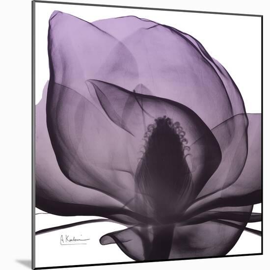 Magnolia Wine Beauty-Albert Koetsier-Mounted Art Print