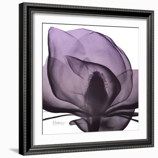 Magnolia Wine Beauty-Albert Koetsier-Framed Art Print