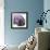 Magnolia Wine Beauty-Albert Koetsier-Framed Premium Giclee Print displayed on a wall