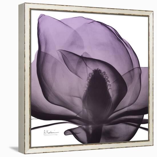 Magnolia Wine Beauty-Albert Koetsier-Framed Stretched Canvas