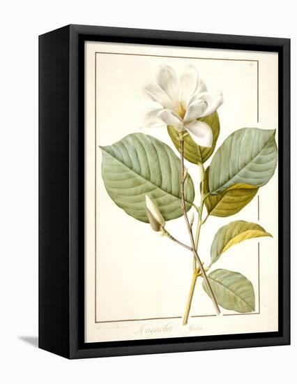 Magnolia Yulan, Magnolia Denudata, 1812 (W/C and Bodycolour over Traces of Graphite on Vellum)-Pierre Joseph Redoute-Framed Premier Image Canvas