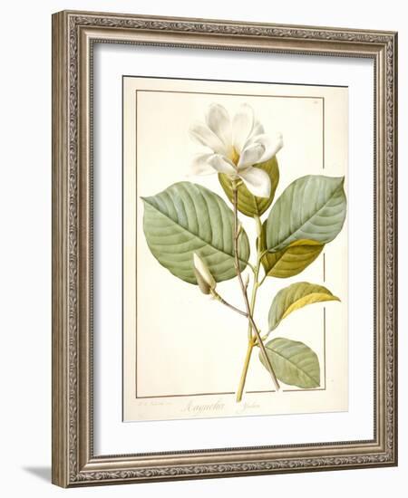 Magnolia Yulan, Magnolia Denudata, 1812 (W/C and Bodycolour over Traces of Graphite on Vellum)-Pierre Joseph Redoute-Framed Giclee Print