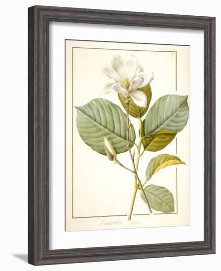 Magnolia Yulan, Magnolia Denudata, 1812 (W/C and Bodycolour over Traces of Graphite on Vellum)-Pierre Joseph Redoute-Framed Giclee Print