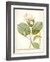 Magnolia Yulan, Magnolia Denudata, 1812 (W/C and Bodycolour over Traces of Graphite on Vellum)-Pierre Joseph Redoute-Framed Giclee Print